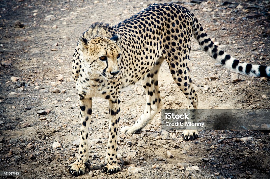 Gepard in der Wildnis - Lizenzfrei Abwarten Stock-Foto