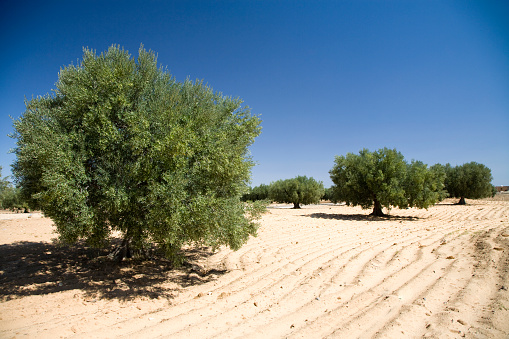 Olive Trees in dry sandy desert landscape, deep blue summer skyscape.