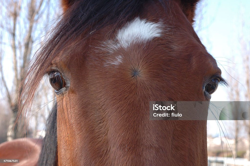 Cabeça de cavalo - Foto de stock de Animal royalty-free