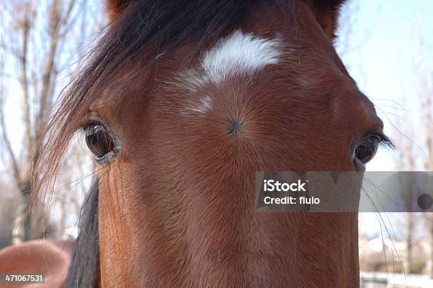 Foto de Cabeça De Cavalo e mais fotos de stock de Animal - Animal, Animal de Fazenda, Branco