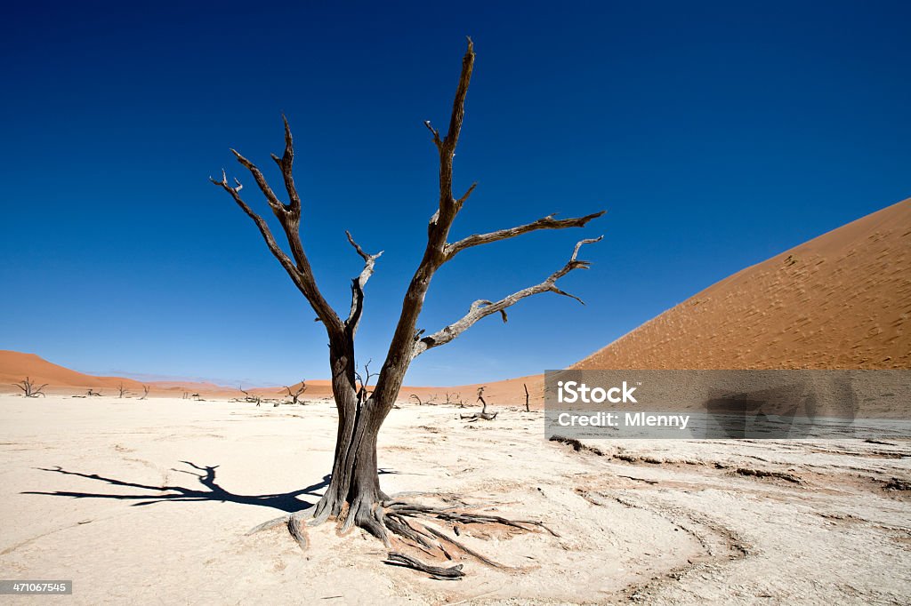 Dead Vlei Surreal Paisagem do deserto - Royalty-free Deserto Foto de stock