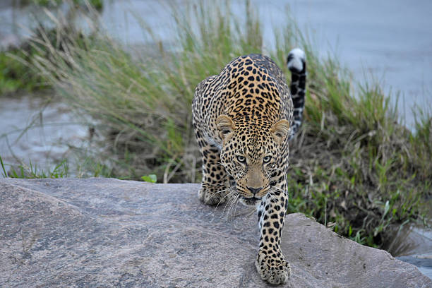 istock Leopard on the rocks in Africa 471067954