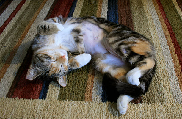 gato dormindo no tapete listrado após estiver spayed - spay - fotografias e filmes do acervo