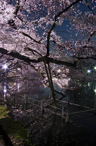 istock Tokyo,cherry blossoms in night,Pink,pond 471068262
