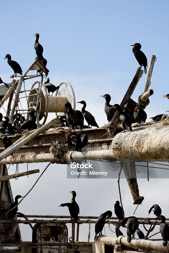 As aves II - Royalty-free Abandonado Foto de stock