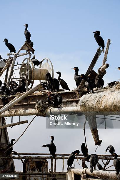 As Aves Ii - Fotografias de stock e mais imagens de Abandonado - Abandonado, Animal, Apodrecer