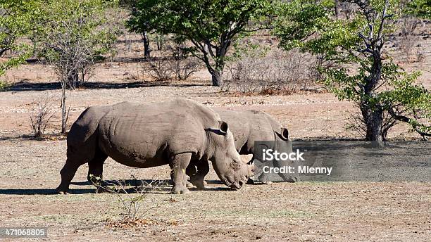 Rinocerontes Selva Panorâmica - Fotografias de stock e mais imagens de Animal - Animal, Animal de Safari, Animal selvagem