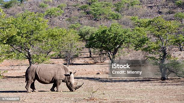 코뿔소 야생 빠삐용 건조 기후에 대한 스톡 사진 및 기타 이미지 - 건조 기후, 경관, 고요한 장면