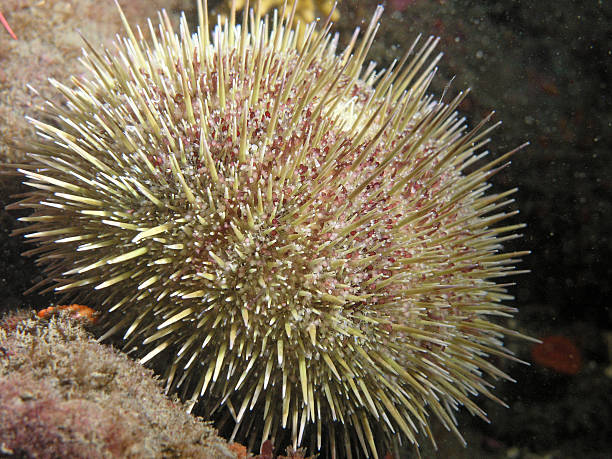 riccio di mare verde (strongylocentrotus droebachiensis - green sea urchin immagine foto e immagini stock