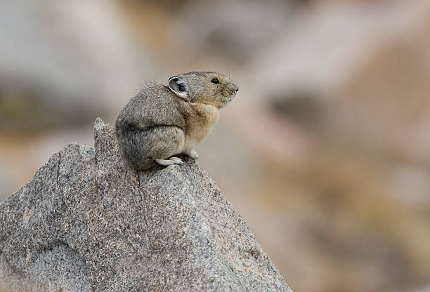 ochotone trouve sur un rocher au mount evans, dans le colorado - ochotone photos et images de collection