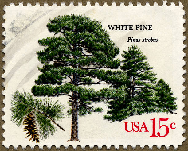 White Pine (Pinus Strobus) Stamp stock photo