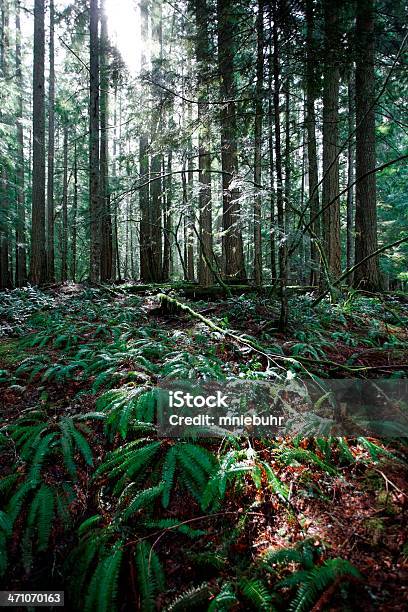 Polystichum Munitum Lub Sword Fern Łąka W Lesie - zdjęcia stockowe i więcej obrazów Badanie - Badanie, Biologia - Nauka, Biznes
