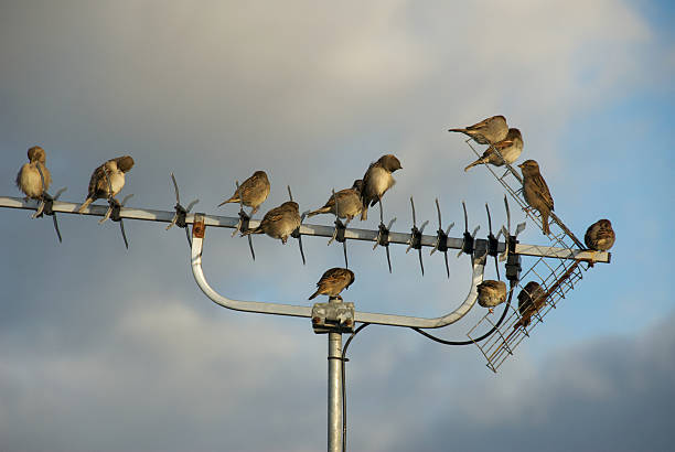 Birds  on TV Aerial