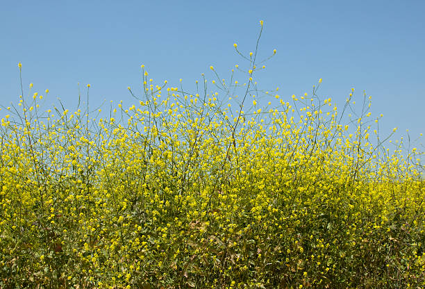 wild senf in field, synapis arvensis, jährliche plant, gelbe blume - mustard plant mustard field clear sky sky stock-fotos und bilder