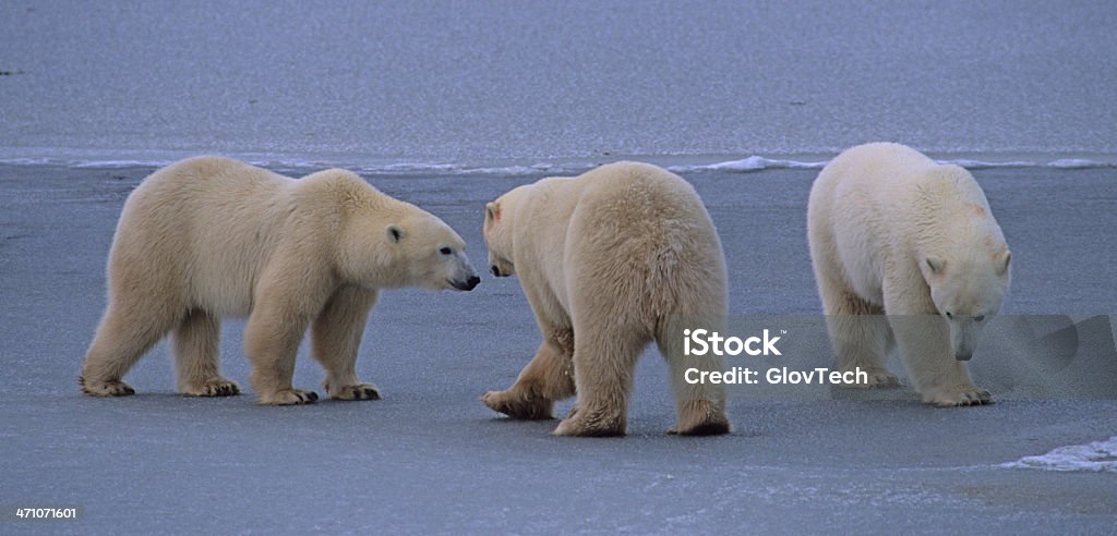 Dance der Eisbären - Lizenzfrei Eisbär Stock-Foto