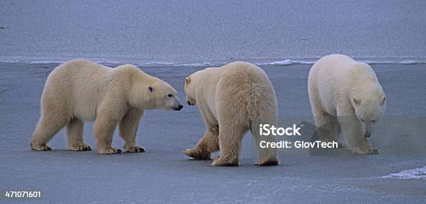 Dance Der Eisbären Stockfoto und mehr Bilder von Eisbär - Eisbär, Bär, Fotografie