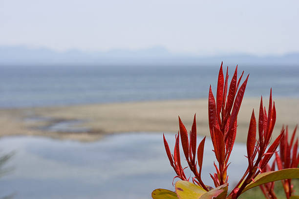 레드 잎 및 해양수 스톡 사진