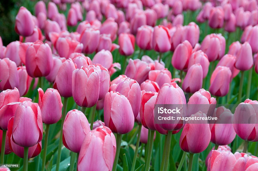 Tulip Field A field of pink tulips Agricultural Field Stock Photo