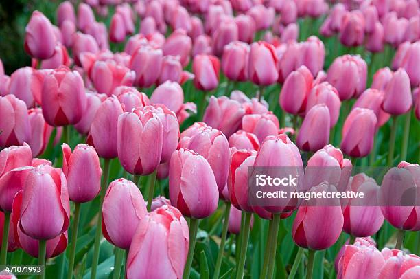 Tulip Field Stock Photo - Download Image Now - Agricultural Field, Beauty In Nature, Bouquet