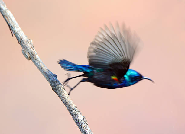 istock Sunbird, Male take off In blurred motion 471072160