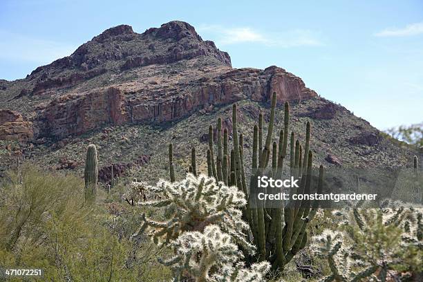 Кактус Труба Органа — стоковые фотографии и другие картинки Cholla Cactus - Cholla Cactus, Organ Pipe Cactus National Monument, Teddy Медведь Cholla