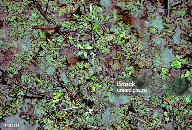 Kleinen Teich Natur Hintergrund Stockfoto und mehr Bilder von Bildhintergrund - Bildhintergrund, Botanik, Braun