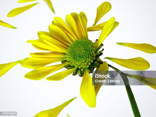 Ele Adora Me - Fotografias de stock e mais imagens de Margarida - Margarida, Partido, Partir