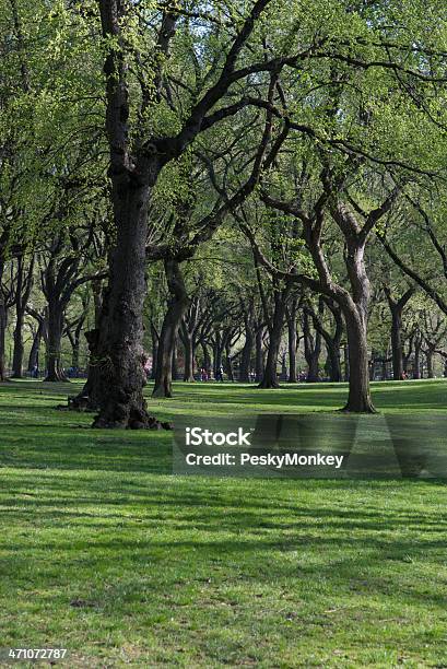 Floresta Com Sombra - Fotografias de stock e mais imagens de Ao Ar Livre - Ao Ar Livre, Beleza natural, Cena Rural