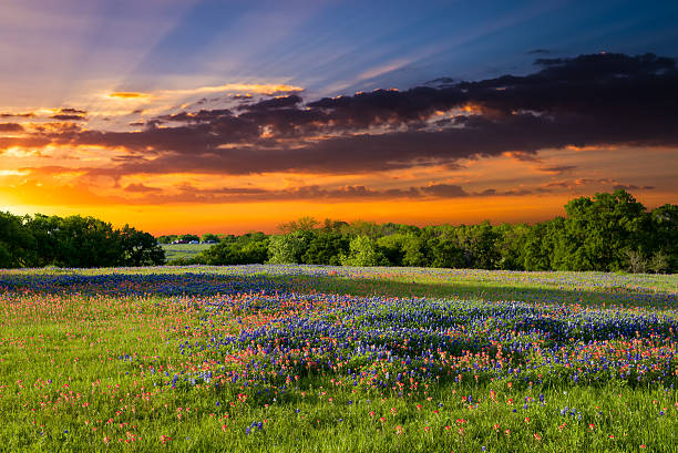 istock Sunset on Sugar Ridge Road, Ennis, TX 471073084