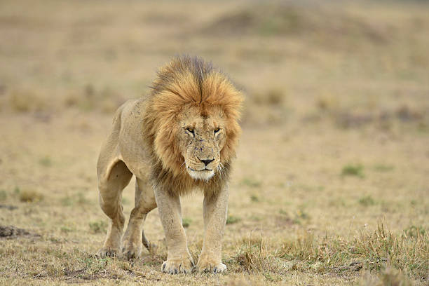 istock Male Lion in Kenya 471073086