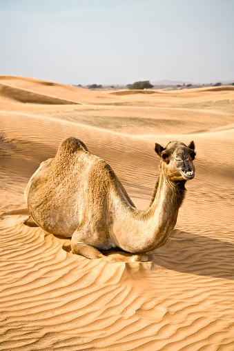 Closeup of a Double humped Camels in Sand dunes of Nubra Valley