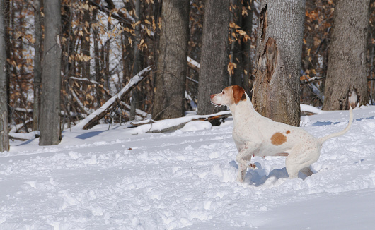 A German short hair pointer is hunting/pointing at a bird getting ready to chase it down.