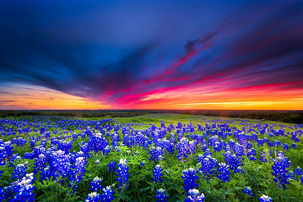 Field of blue flowers on Sugar Ridge Road, Ennis, Texas Texas pasture filled with bluebonnets at sunset bluebonnet stock pictures, royalty-free photos & images