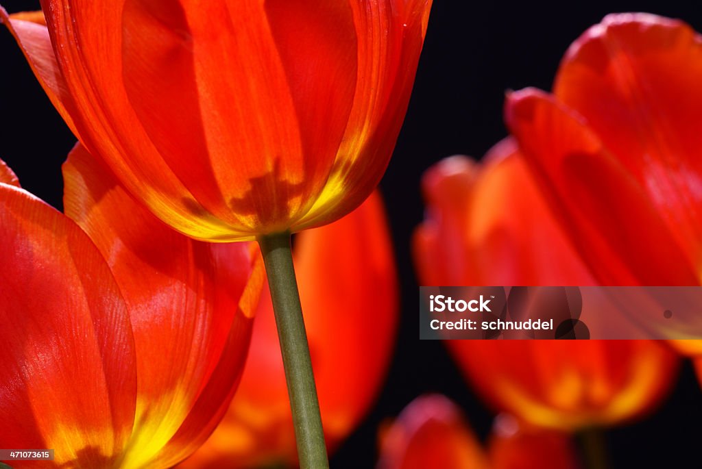 Rote Tulpe in der counther-light - Lizenzfrei Blume Stock-Foto