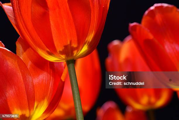 레드 튤립 Counther단궤 0명에 대한 스톡 사진 및 기타 이미지 - 0명, 꽃-식물, 꽃다발