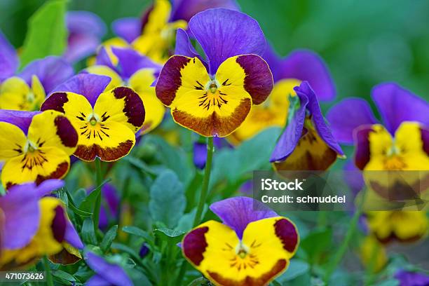 Horned Pansies Stock Photo - Download Image Now - 2015, Backgrounds, Blue