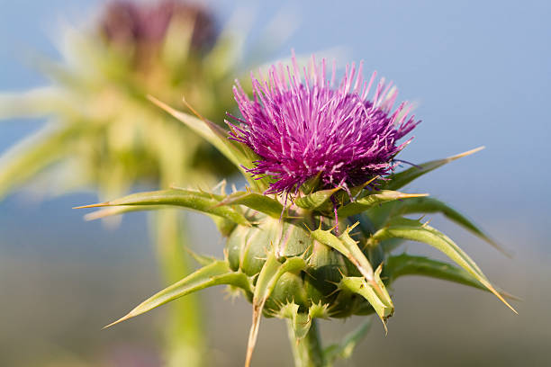 fiore di cardo mariano (silybum marianum - cardo foto e immagini stock