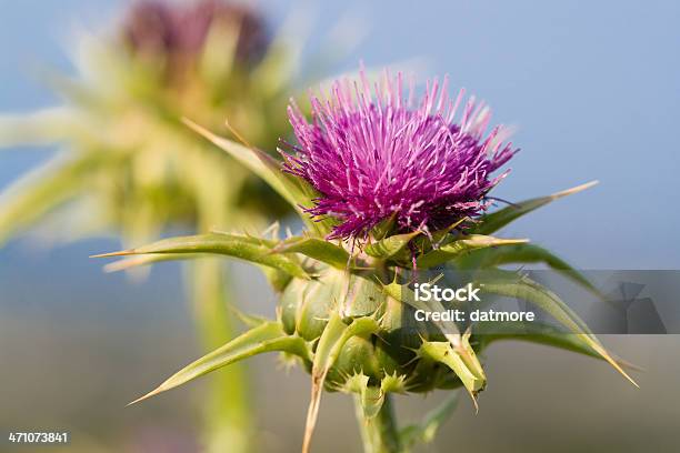 ミルクアザミの花silybum Marianum - マリアアザミのストックフォトや画像を多数ご用意 - マリアアザミ, アザミ, ヘルスケアと医療