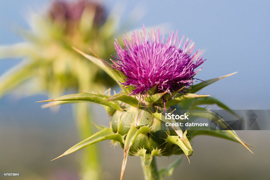 밀크시슬 꽃송이 (Silybum marianum - 로열티 프리 큰 엉겅퀴 스톡 사진