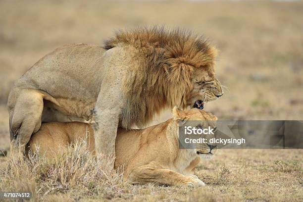 Mating Lions Stock Photo - Download Image Now - Animals Mating, Lion - Feline, 2015 - iStock Mating Lions Stock Photo - Download Image Now - Animals Mating, Lion - Feline, 2015 - iStock