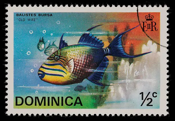 Photo of Dominica Old Wife fish stamp