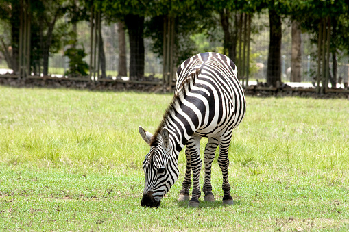 [b][i]Similar images in the [u][url=http://www.istockphoto.com/file_search.php?action=file&lightboxID=33123 t=_blank]kreicher ANIMALS lightbox[/url][/u]:[/i][/b]\n\n[url=http://istockphoto.com/file_closeup.php?id=3812148][img]http://www.istockphoto.com/file_thumbview_approve.php?size=1&id=3812148[/img][/url]    [url=http://istockphoto.com/file_closeup.php?id=3762694][img]http://www.istockphoto.com/file_thumbview_approve.php?size=1&id=3762694[/img][/url] [url=http://istockphoto.com/file_closeup.php?id=3812088][img]http://www.istockphoto.com/file_thumbview_approve.php?size=1&id=3812088[/img][/url] [url=http://istockphoto.com/file_closeup.php?id=6066670][img]http://www.istockphoto.com/file_thumbview_approve.php?size=1&id=6066670[/img][/url] 