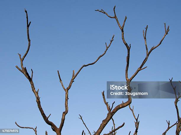 Photo libre de droit de Branches Nues Contre Un Ciel Bleu banque d'images et plus d'images libres de droit de Arbre - Arbre, Arbre sans feuillage, Bleu