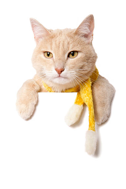 istock Cat in a scarf - Blank Sign 471075069
