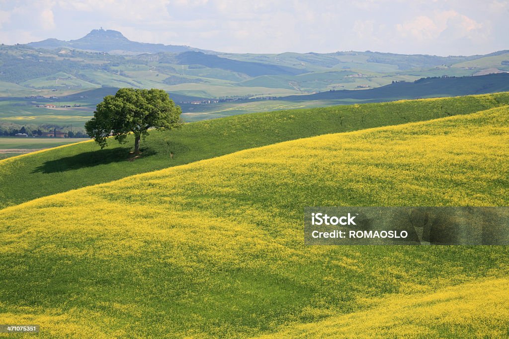 Albero e il prato giallo in Val d'Orcia Toscana, Italia - Foto stock royalty-free di Albero
