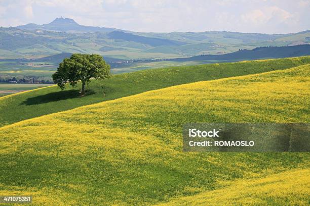 Albero E Il Prato Giallo In Val Dorcia Toscana Italia - Fotografie stock e altre immagini di Albero