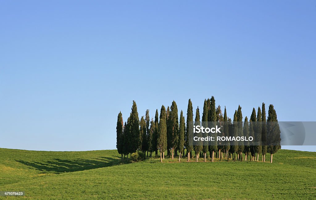 Gruppo di cypresses in Val d'Orcia, Toscana, Italia - Foto stock royalty-free di Albero