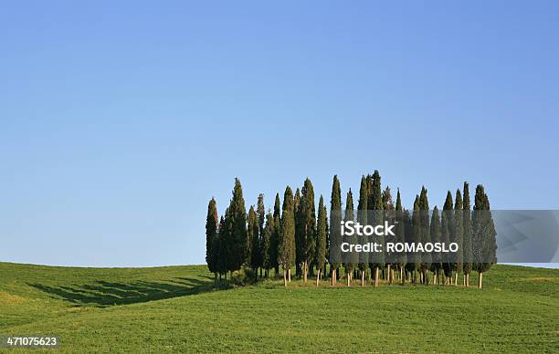 Gruppo Di Cypresses In Val Dorcia Toscana Italia - Fotografie stock e altre immagini di Albero