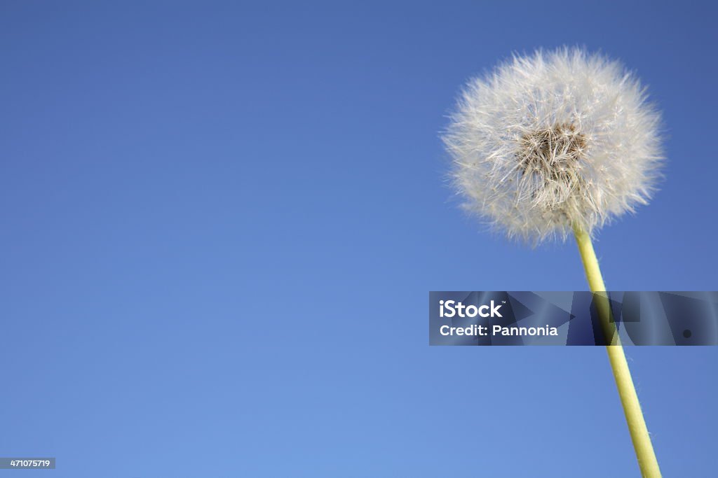 Löwenzahn gegen Himmel - Lizenzfrei Abgestorbene Pflanze Stock-Foto