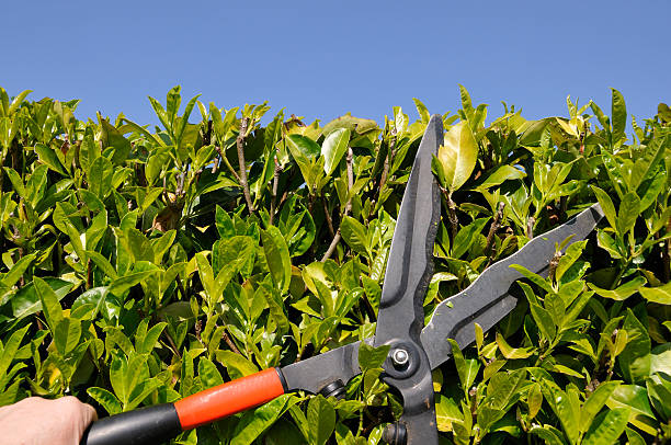 Trimming the hedge stock photo